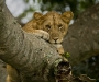 Tree climbing lion